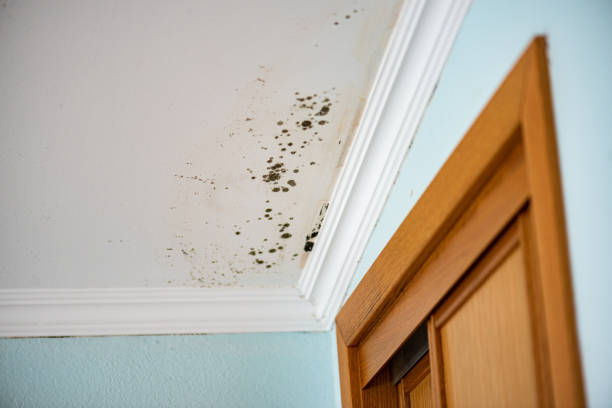 Best Fast Mold Removal  in Minco, OK