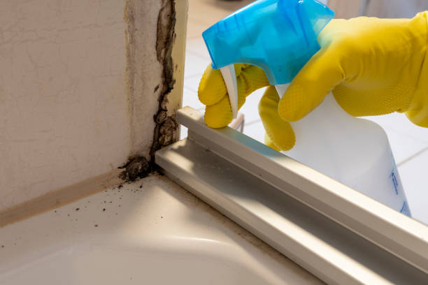 Best Office Mold Removal Services  in Minco, OK