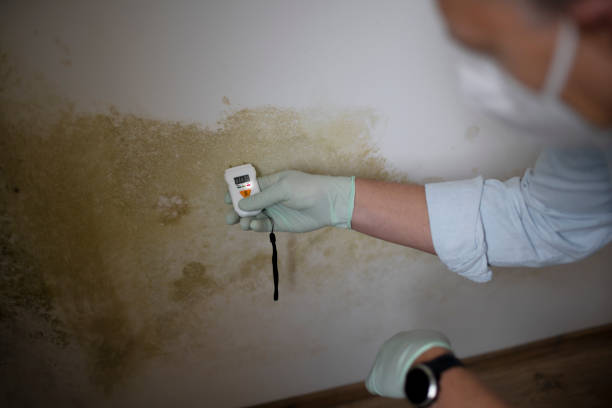 Reliable Minco, OK Mold Removal Solutions