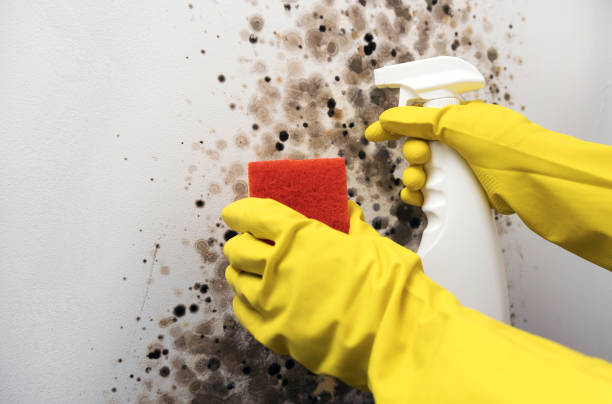 Best Mold Removal Company Near Me  in Minco, OK