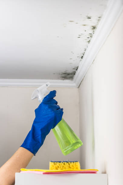 Best Commercial Mold Removal  in Minco, OK